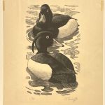 TUFTED DRAKES