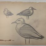SEA GULLS, PORT CLYDE MAINE - PRELIMINARY DRAWINGS